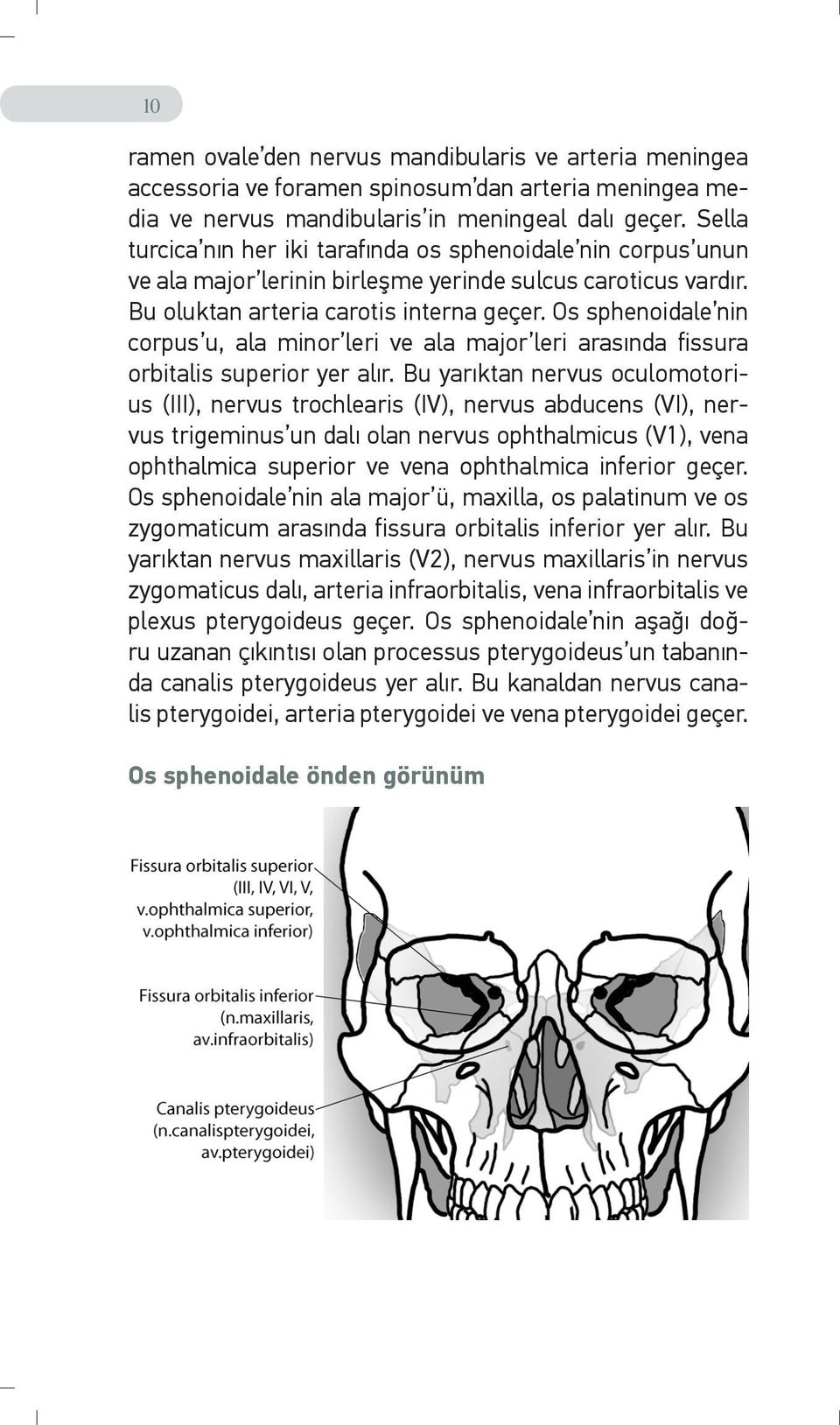 Os sphenoidale nin corpus u, ala minor leri ve ala major leri arasında fissura orbitalis superior yer alır.