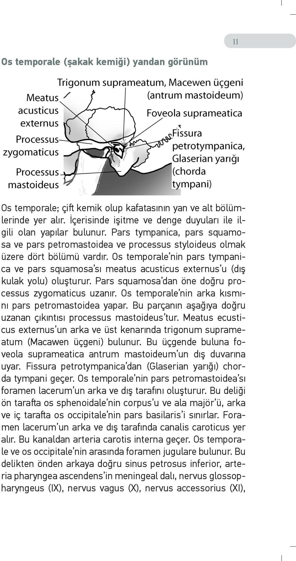 Os temporale nin pars tympanica ve pars squamosa sı meatus acusticus externus u (dış kulak yolu) oluşturur. Pars squamosa dan öne doğru processus zygomaticus uzanır.