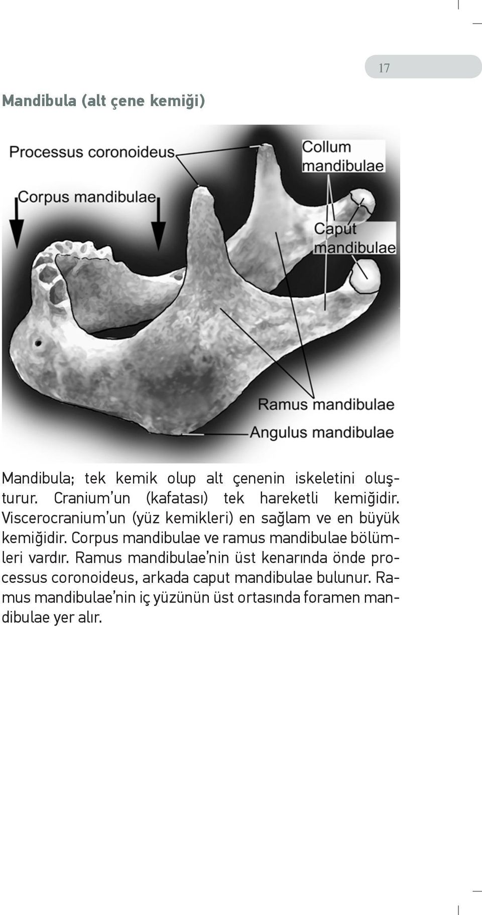 Viscerocranium un (yüz kemikleri) en sağlam ve en büyük kemiğidir.