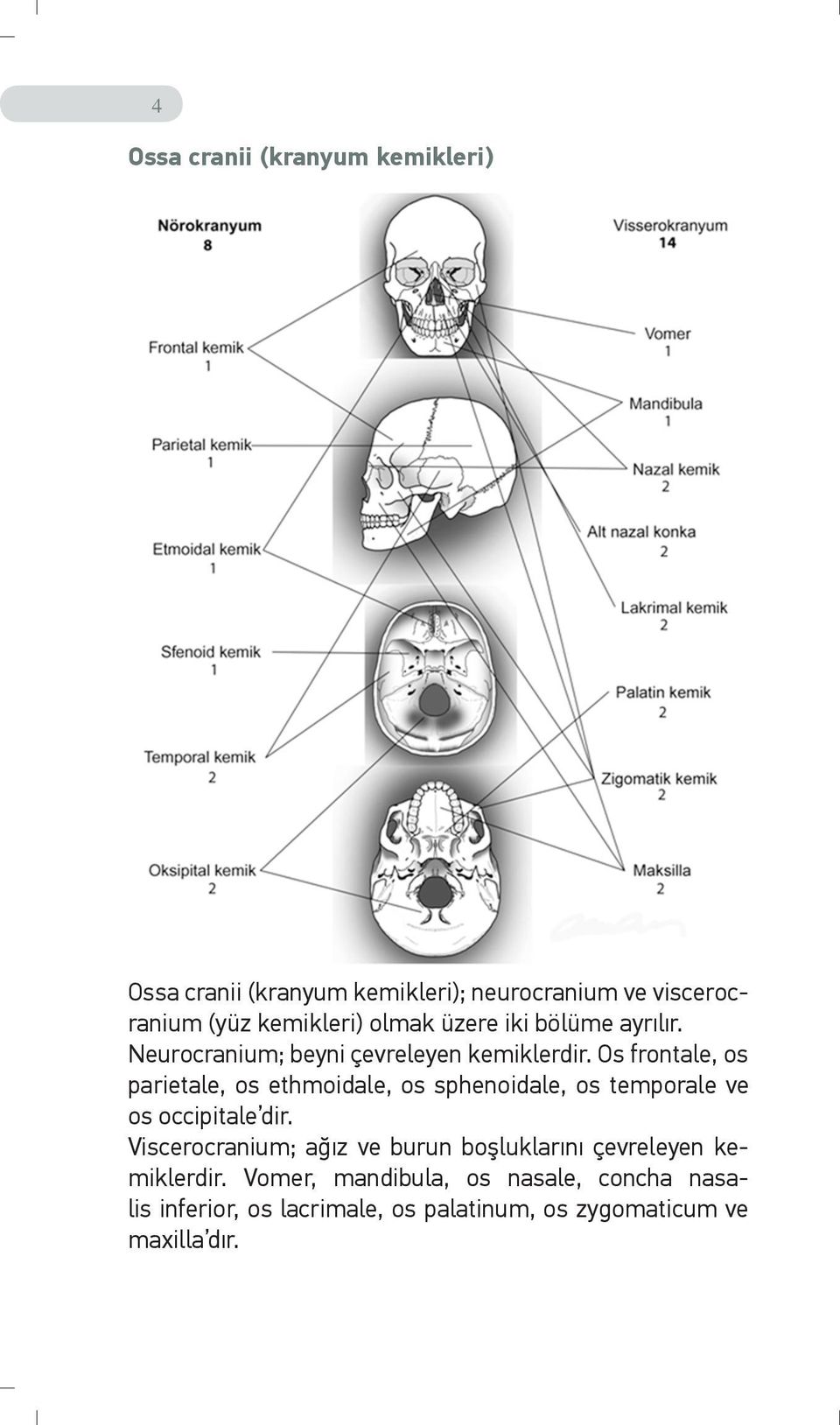 Os frontale, os parietale, os ethmoidale, os sphenoidale, os temporale ve os occipitale dir.