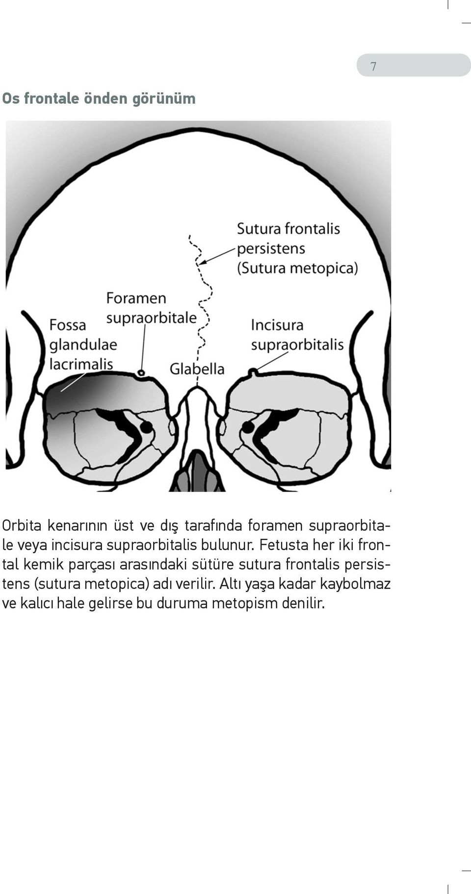 Fetusta her iki frontal kemik parçası arasındaki sütüre sutura frontalis