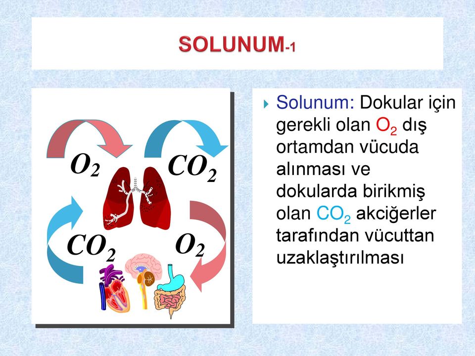 alınması ve dokularda birikmiş olan CO 2