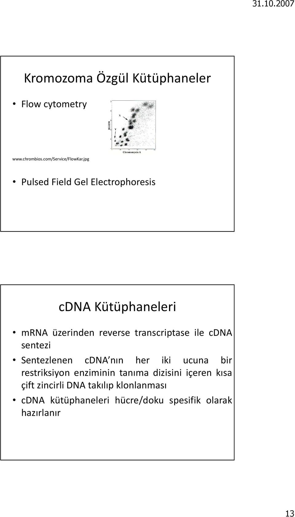 ile cdna sentezi Sentezlenen cdna nın her iki ucuna bir restriksiyon enziminin tanıma