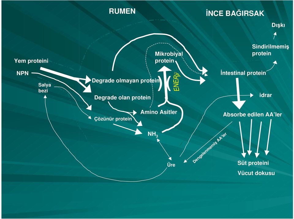 olan protein ) ( İntestinal protein idrar Çözünür protein Amino