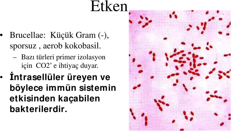 Bazı türleri primer izolasyon için CO2 e ihtiyaç