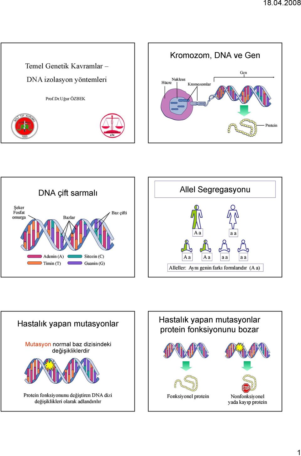 A a A a a a a a Alleller: Aynı genin farkı formlarıdır (A a) Hastalık yapan mutasyonlar Hastalık yapan mutasyonlar protein fonksiyonunu bozar