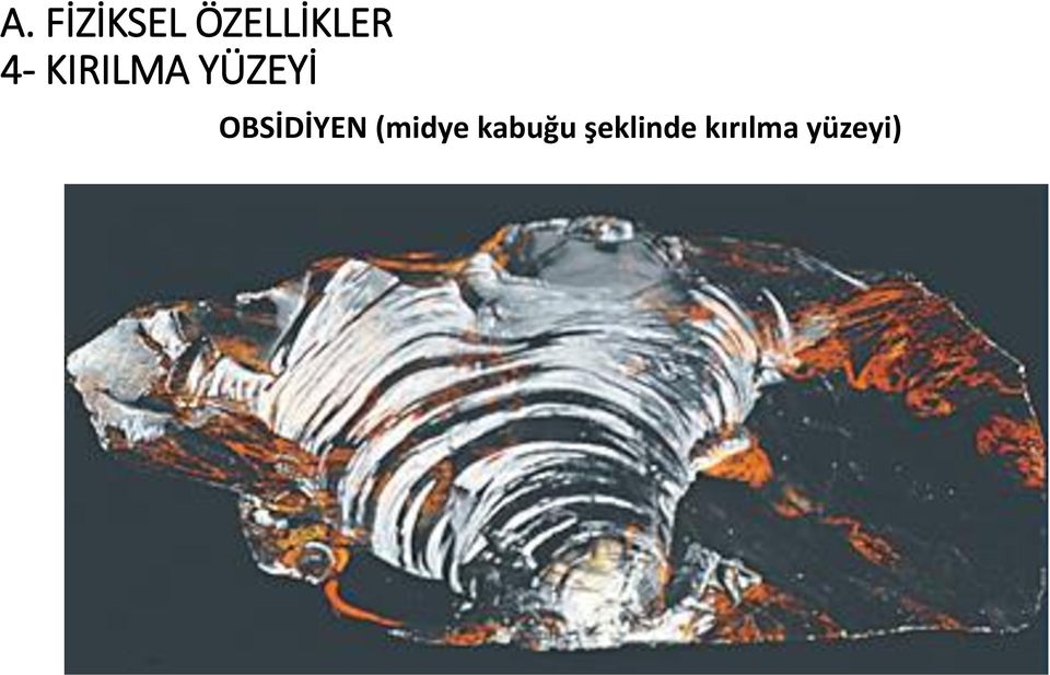 OBSİDİYEN (midye