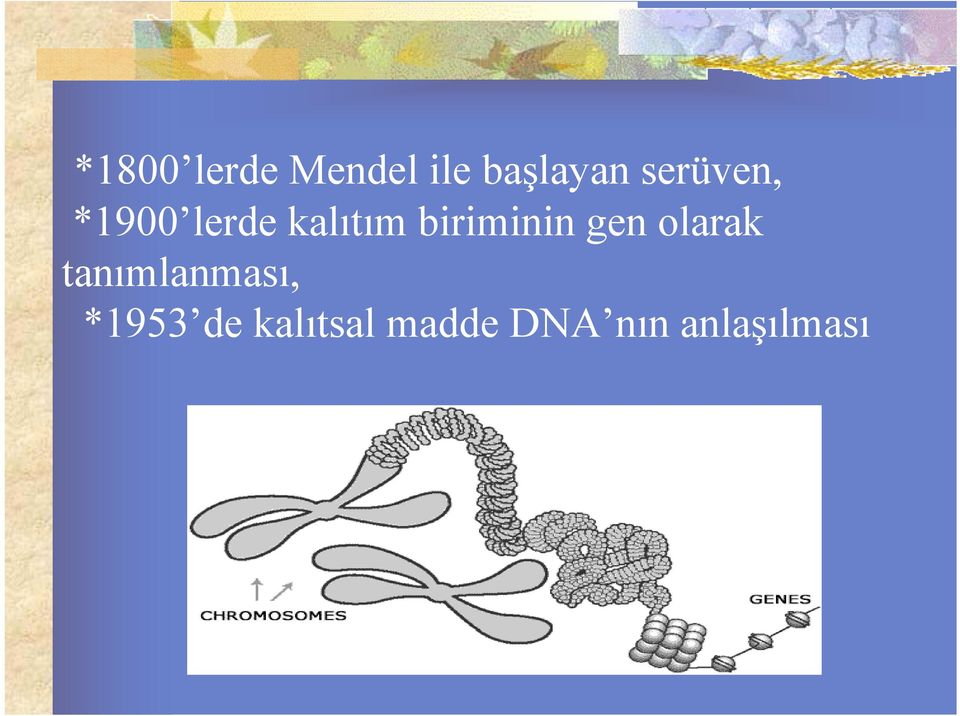 biriminin gen olarak tanımlanması,