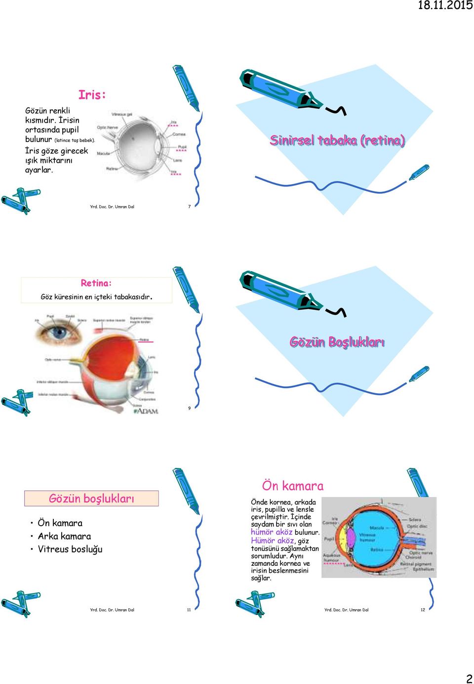 Umran Dal 7 Retina: Göz küresinin en içteki tabakasıdır. Gözün Boşlukları Yrd. Doc. Dr.