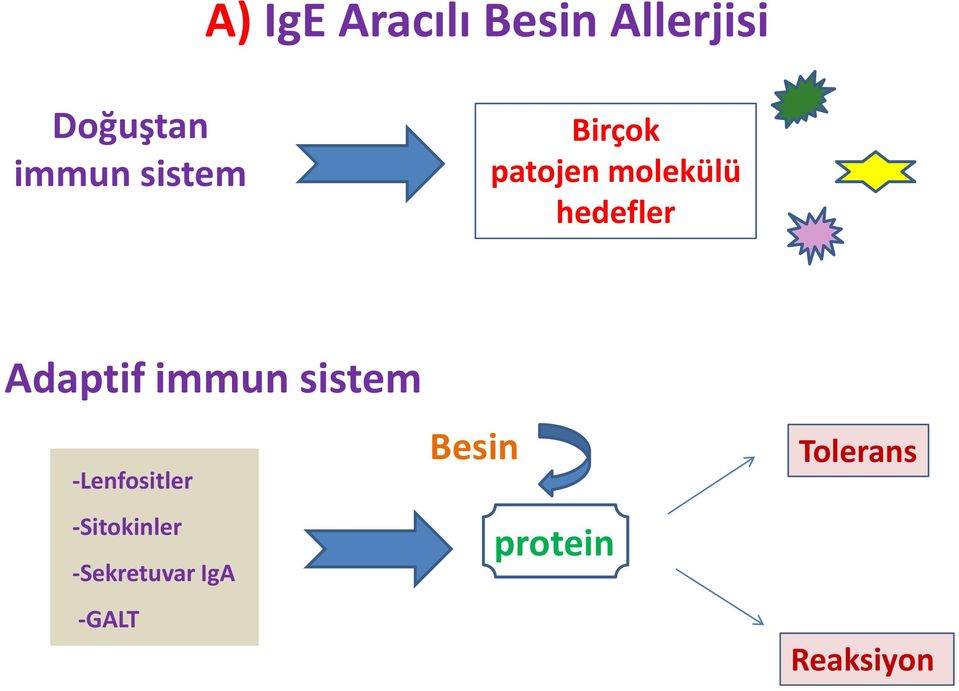 Adaptif immun sistem -Lenfositler -Sitokinler