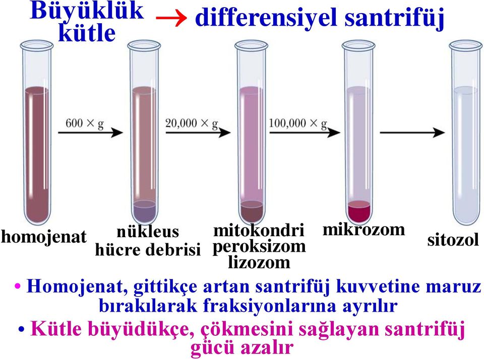 gittikçe artan santrifüj kuvvetine maruz bırakılarak