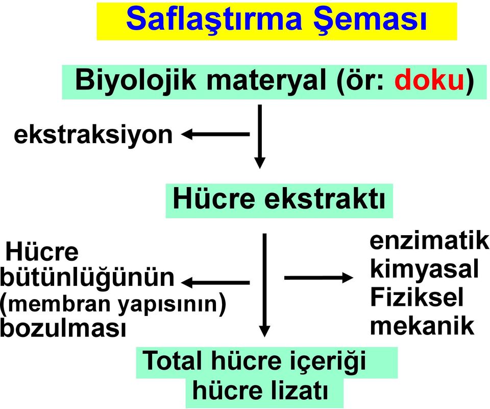 bütünlüğünün kimyasal (membran yapısının)