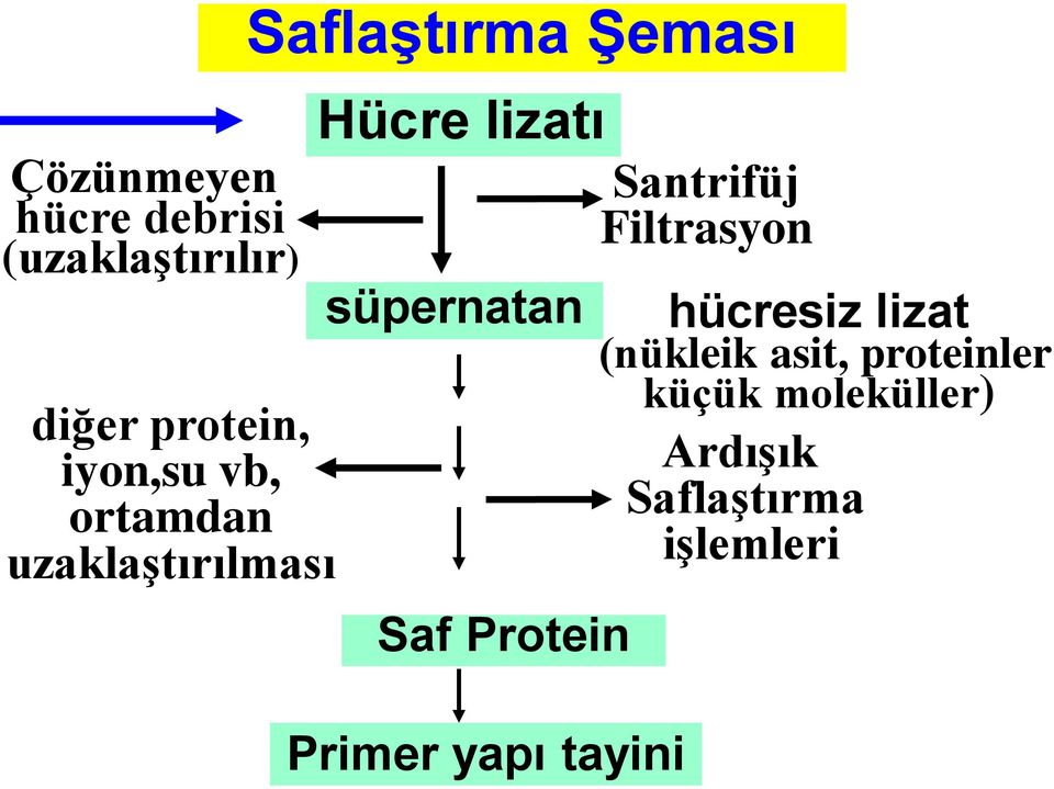 süpernatan Saf Protein Primer yapı tayini Santrifüj Filtrasyon