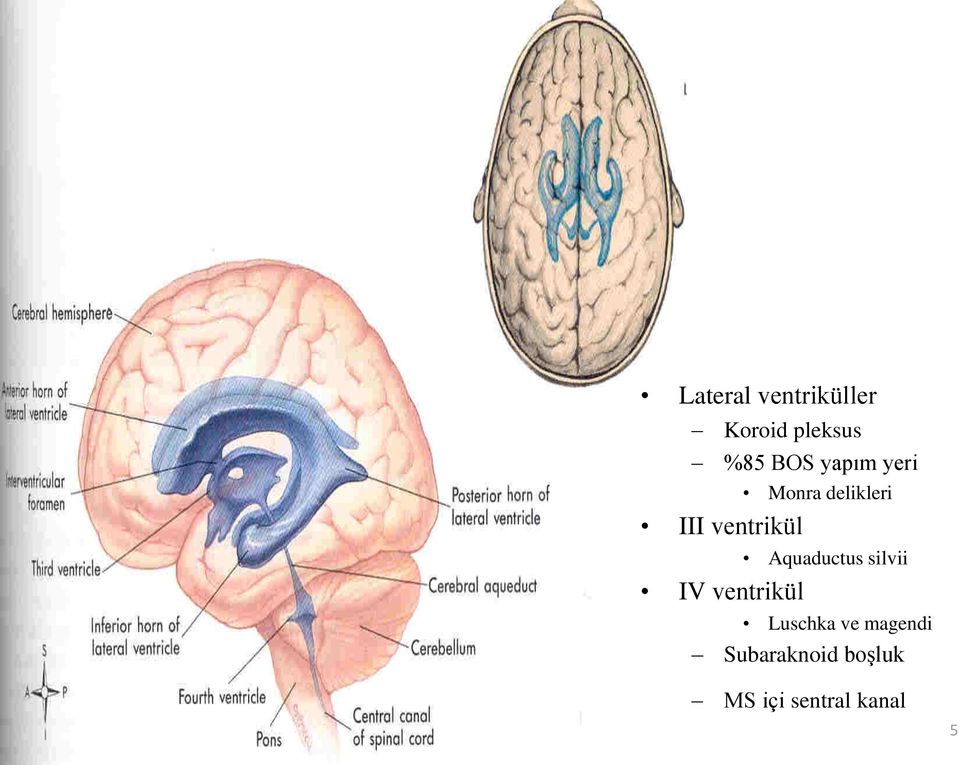 Aquaductus silvii IV ventrikül Luschka ve