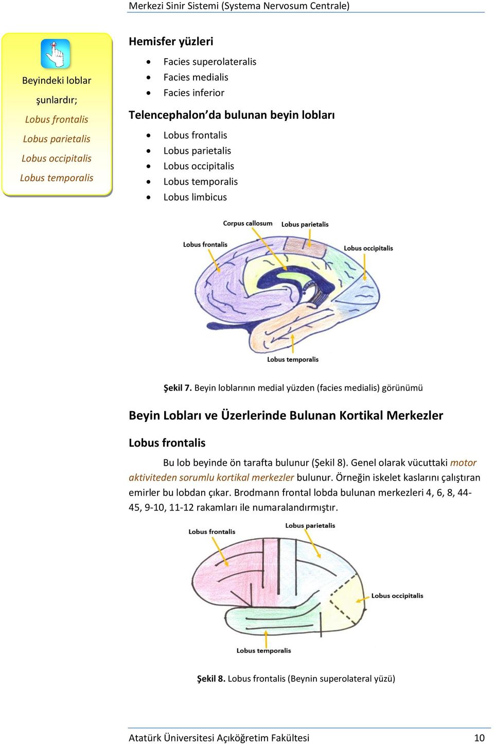 Beyin loblarının medial yüzden (facies medialis) görünümü Beyin Lobları ve Üzerlerinde Bulunan Kortikal Merkezler Lobus frontalis Bu lob beyinde ön tarafta bulunur (Şekil 8).