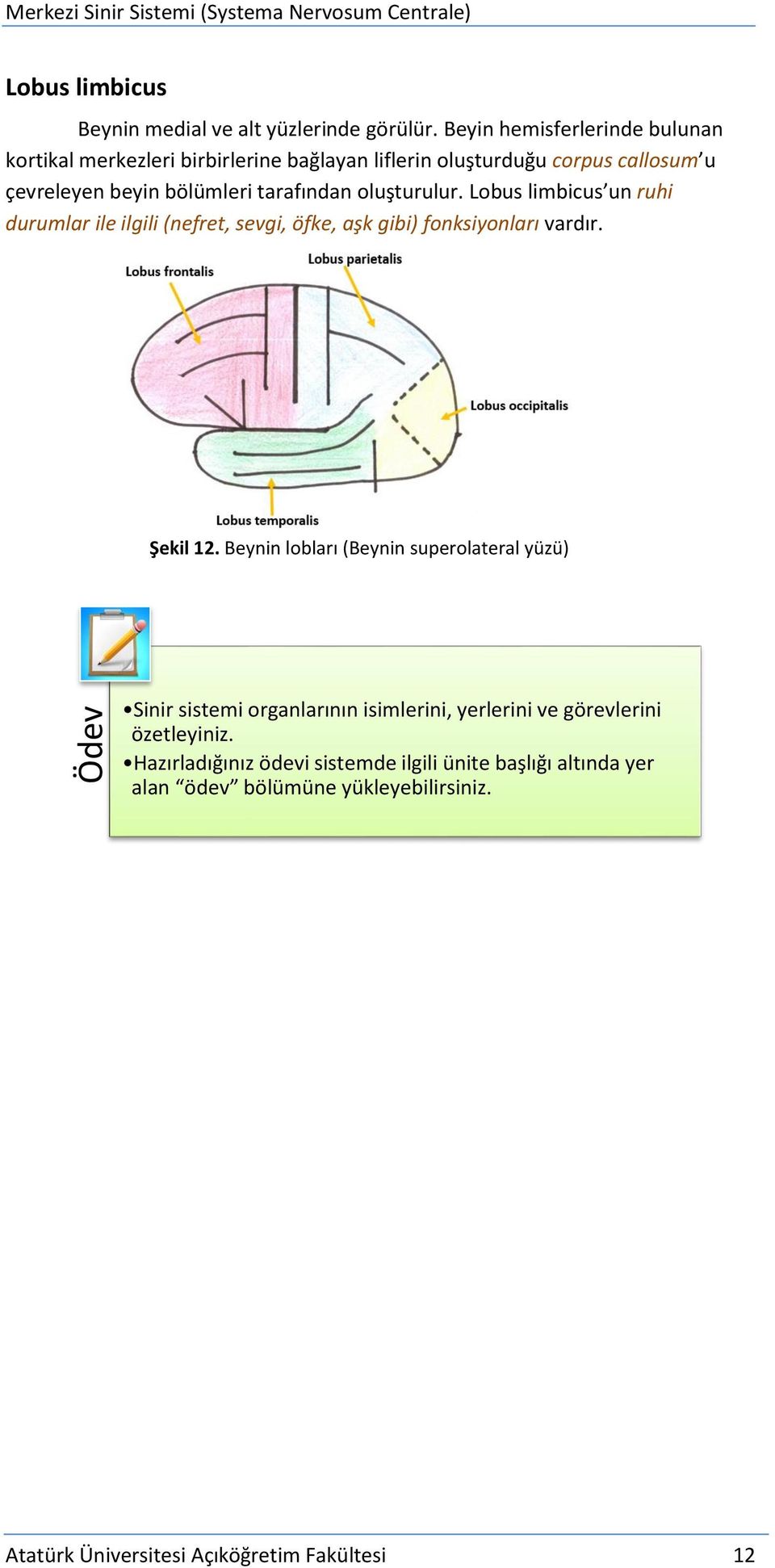 Lobus limbicus un ruhi durumlar ile ilgili (nefret, sevgi, öfke, aşk gibi) fonksiyonları vardır. Şekil 12.