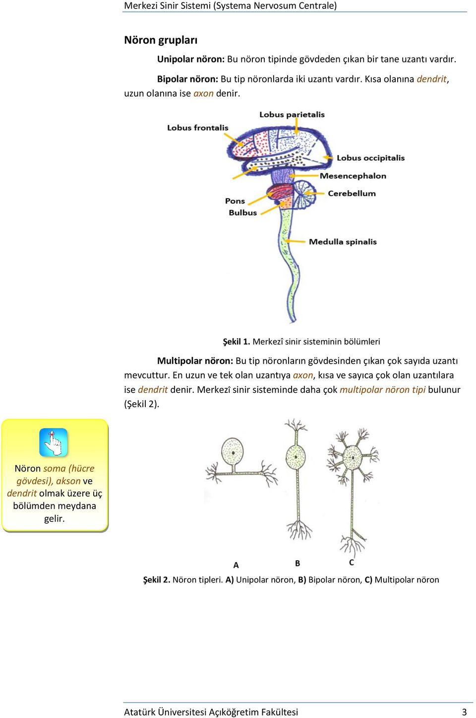 Merkezî sinir sisteminin bölümleri Multipolar nöron: Bu tip nöronların gövdesinden çıkan çok sayıda uzantı mevcuttur.