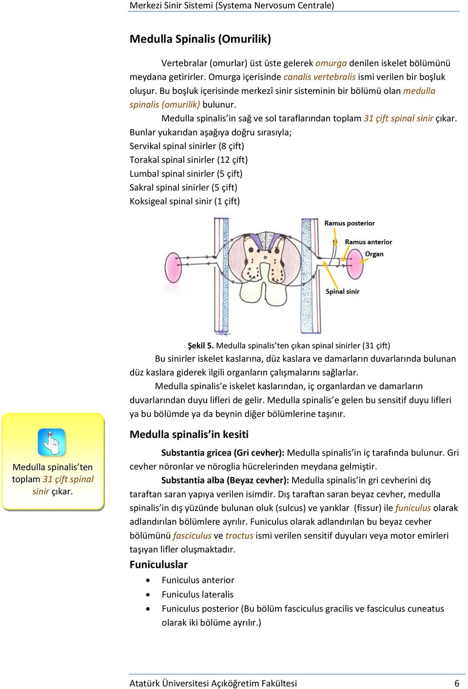 Bunlar yukarıdan aşağıya doğru sırasıyla; Servikal spinal sinirler (8 çift) Torakal spinal sinirler (12 çift) Lumbal spinal sinirler (5 çift) Sakral spinal sinirler (5 çift) Koksigeal spinal sinir (1