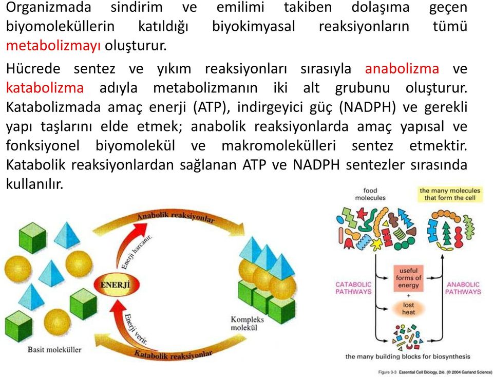 Katabolizmada amaç enerji (ATP), indirgeyici güç (NADPH) ve gerekli yapı taşlarını elde etmek; anabolik reaksiyonlarda amaç yapısal ve