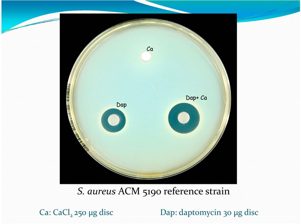 reference strain Ca: