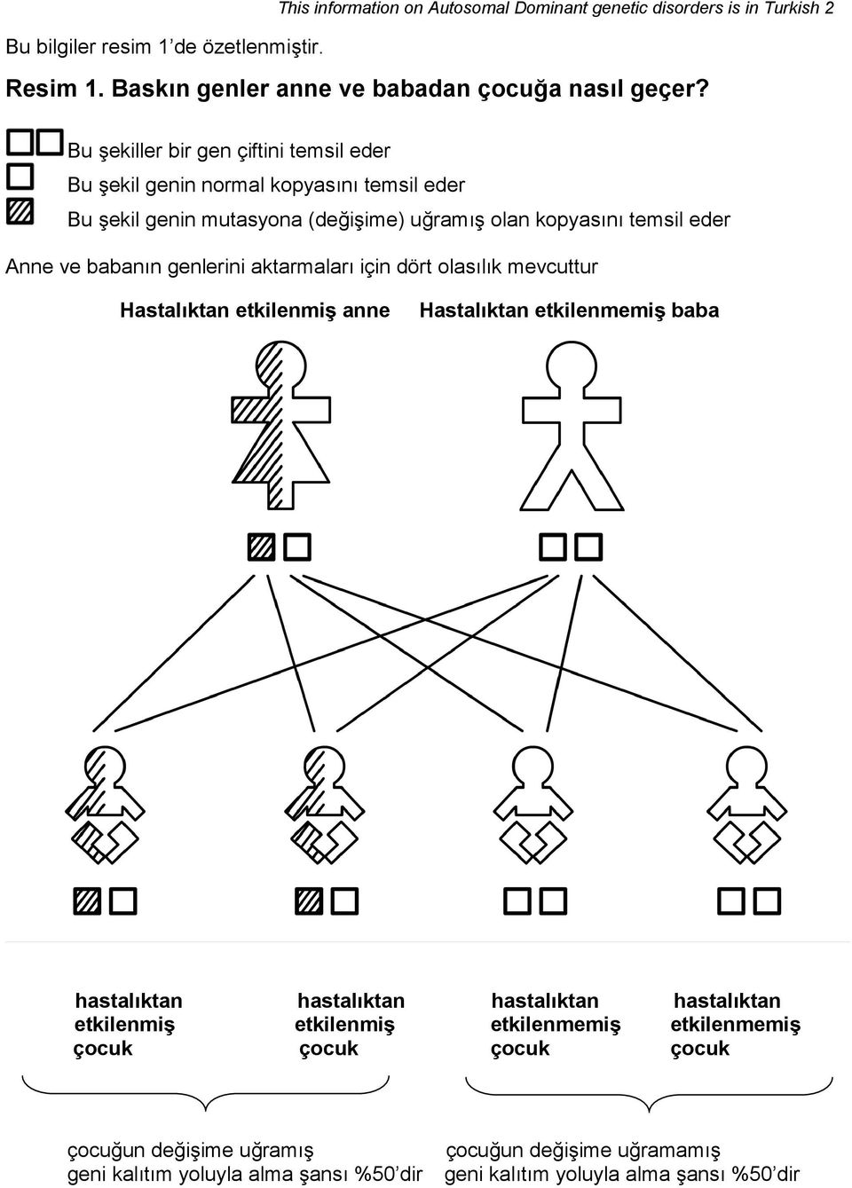 genlerini aktarmaları için dört olasılık mevcuttur Hastalıktan etkilenmiş anne Hastalıktan etkilenmemiş baba hastalıktan hastalıktan hastalıktan hastalıktan etkilenmiş