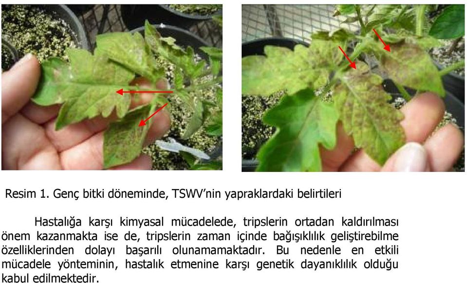 tripslerin ortadan kaldırılması önem kazanmakta ise de, tripslerin zaman içinde bağışıklılık