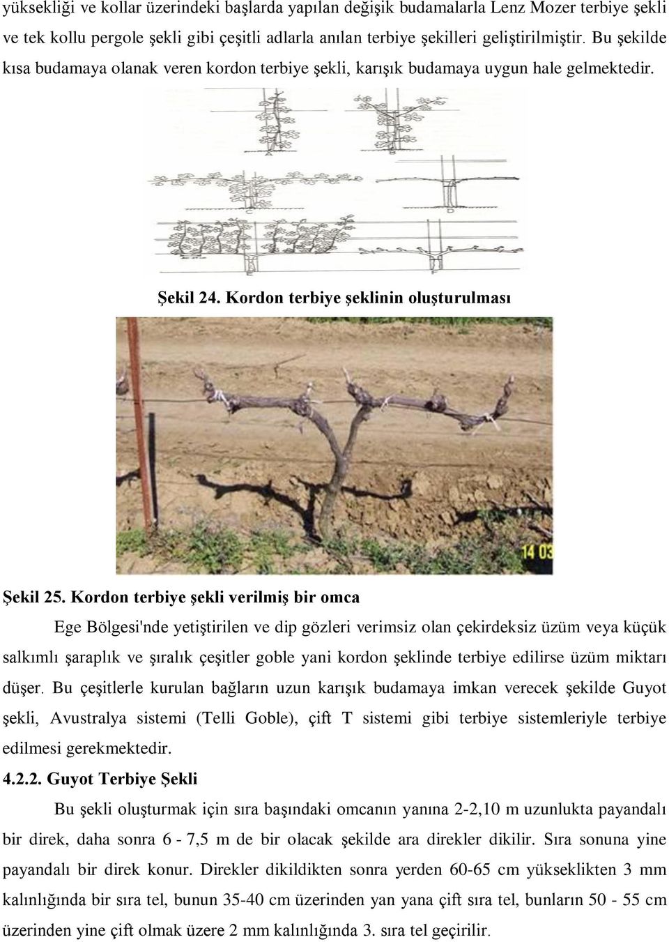 Kordon terbiye şekli verilmiş bir omca Ege Bölgesi'nde yetiştirilen ve dip gözleri verimsiz olan çekirdeksiz üzüm veya küçük salkımlı şaraplık ve şıralık çeşitler goble yani kordon şeklinde terbiye