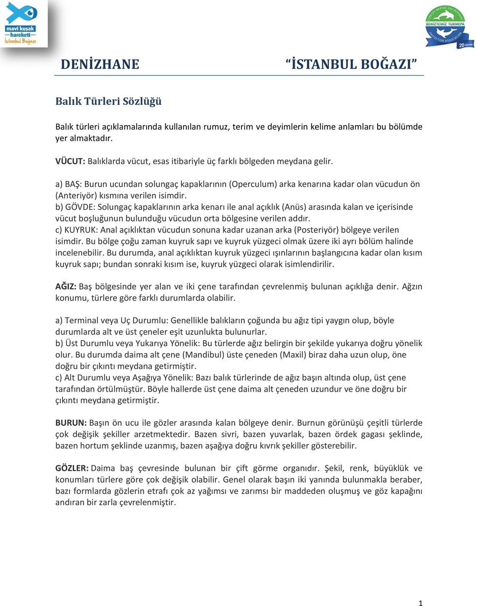 a) BAŞ: Burun ucundan solungaç kapaklarının (Operculum) arka kenarına kadar olan vücudun ön (Anteriyör) kısmına verilen isimdir.