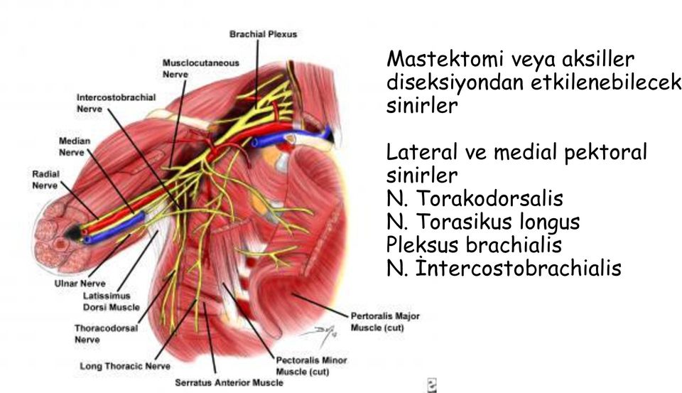 pektoral sinirler N. Torakodorsalis N.