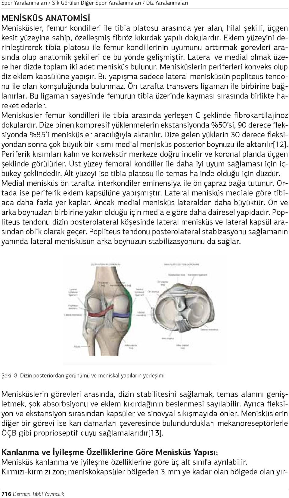 Lateral ve medial olmak üzere her dizde toplam iki adet menisküs bulunur. Menisküslerin periferleri konveks olup diz eklem kapsülüne yapışır.