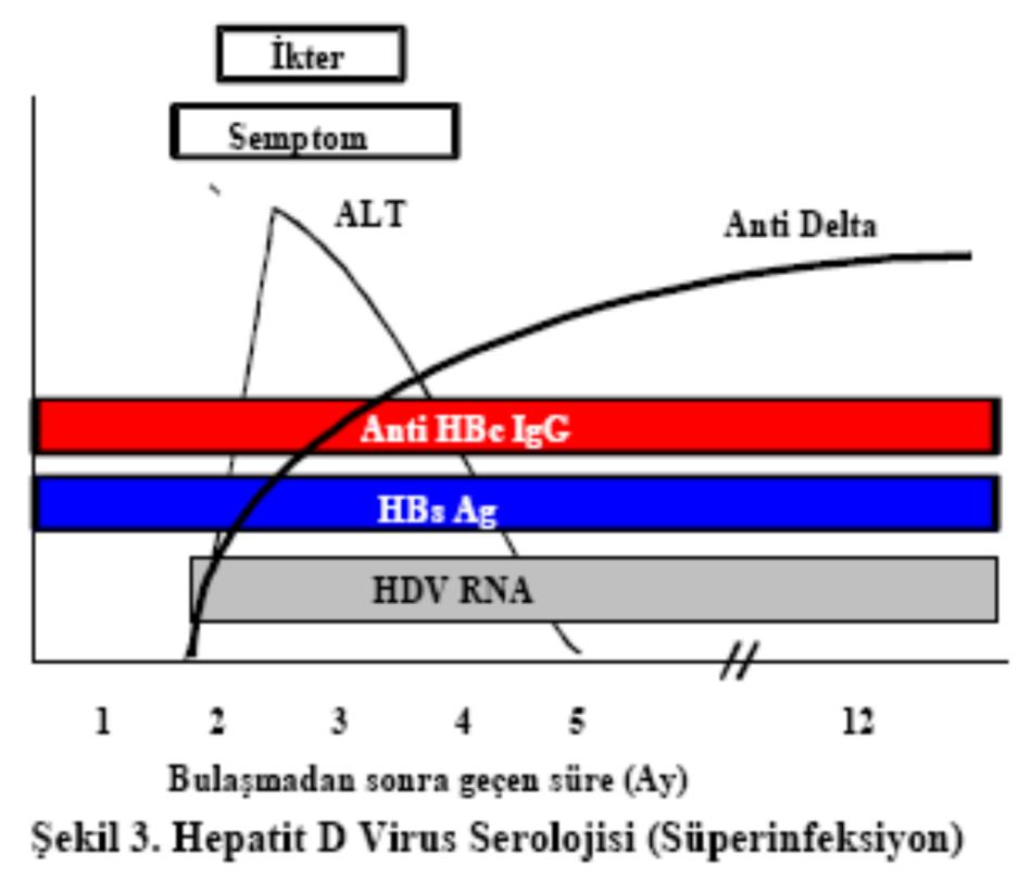 Süperinfeksiyon Süperinfeksiyonda HDV Ag ve HDV RNA