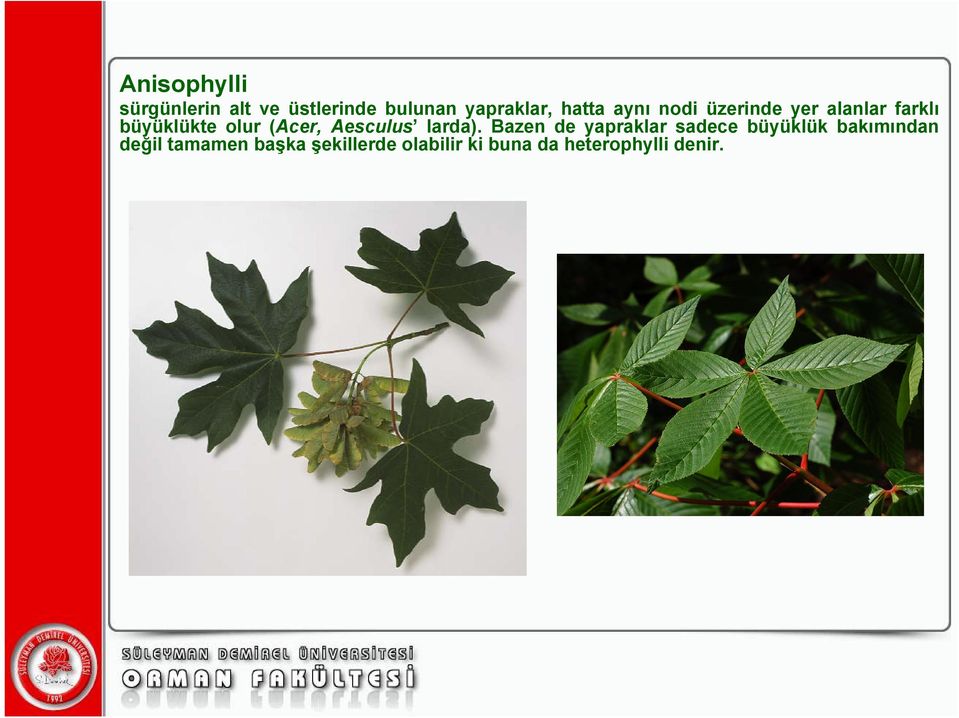 (Acer, Aesculus larda).