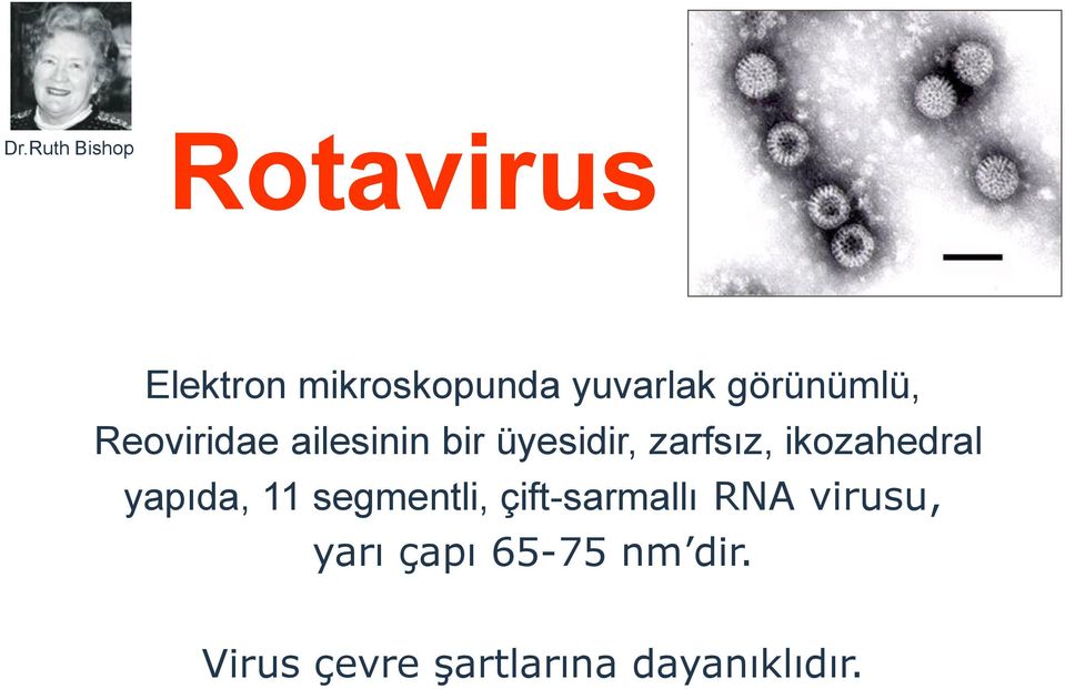 ikozahedral yapıda, 11 segmentli, çift-sarmallı RNA