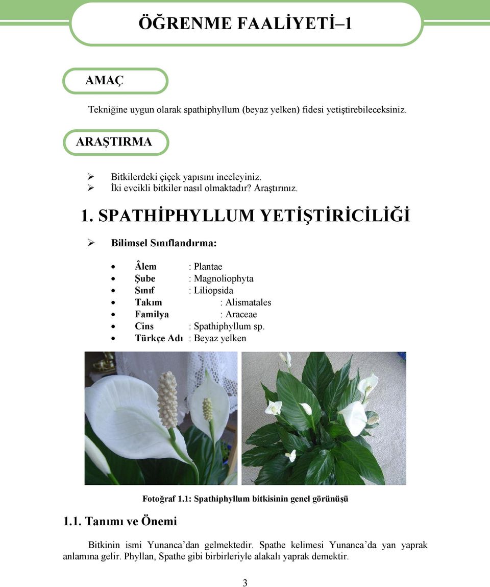 SPATHİPHYLLUM YETİŞTİRİCİLİĞİ Bilimsel Sınıflandırma: Âlem : Plantae Şube : Magnoliophyta Sınıf : Liliopsida Takım : Alismatales Familya : Araceae Cins :