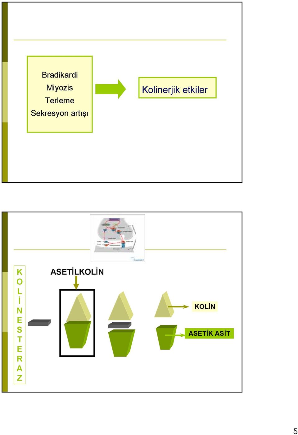 etkiler K O L İ N E S T E R A