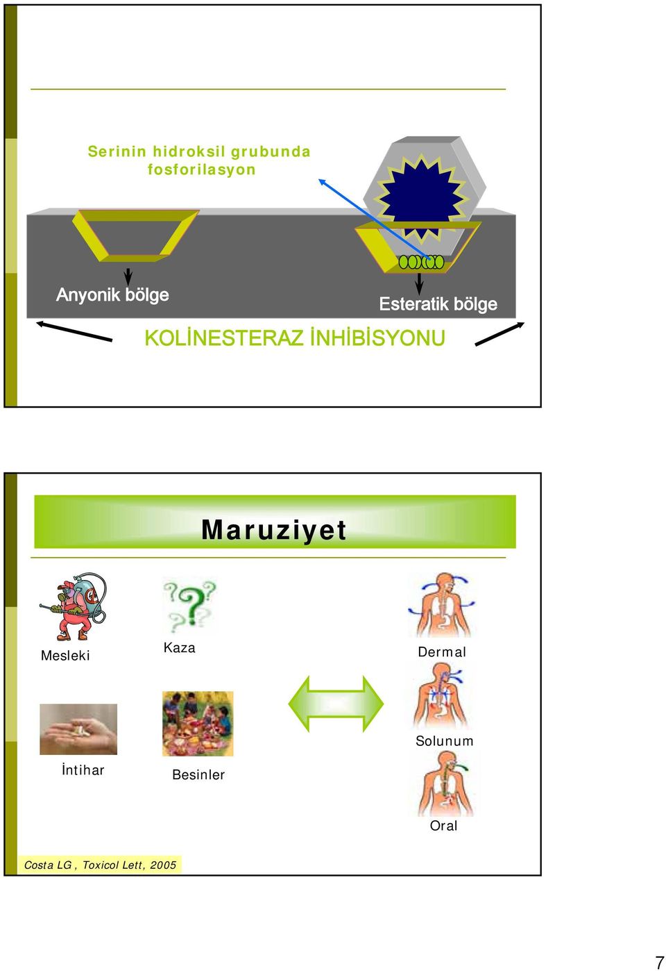 İNHİBİSYONU Maruziyet Mesleki Kaza Dermal