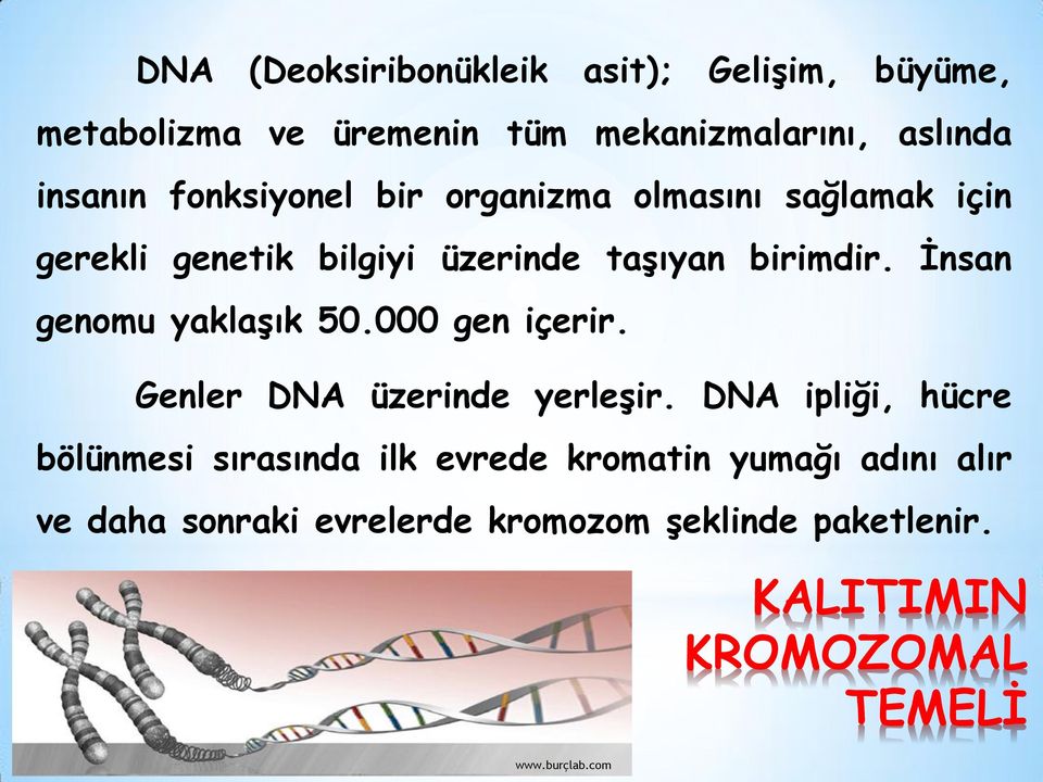 İnsan genomu yaklaşık 50.000 gen içerir. Genler DNA üzerinde yerleşir.