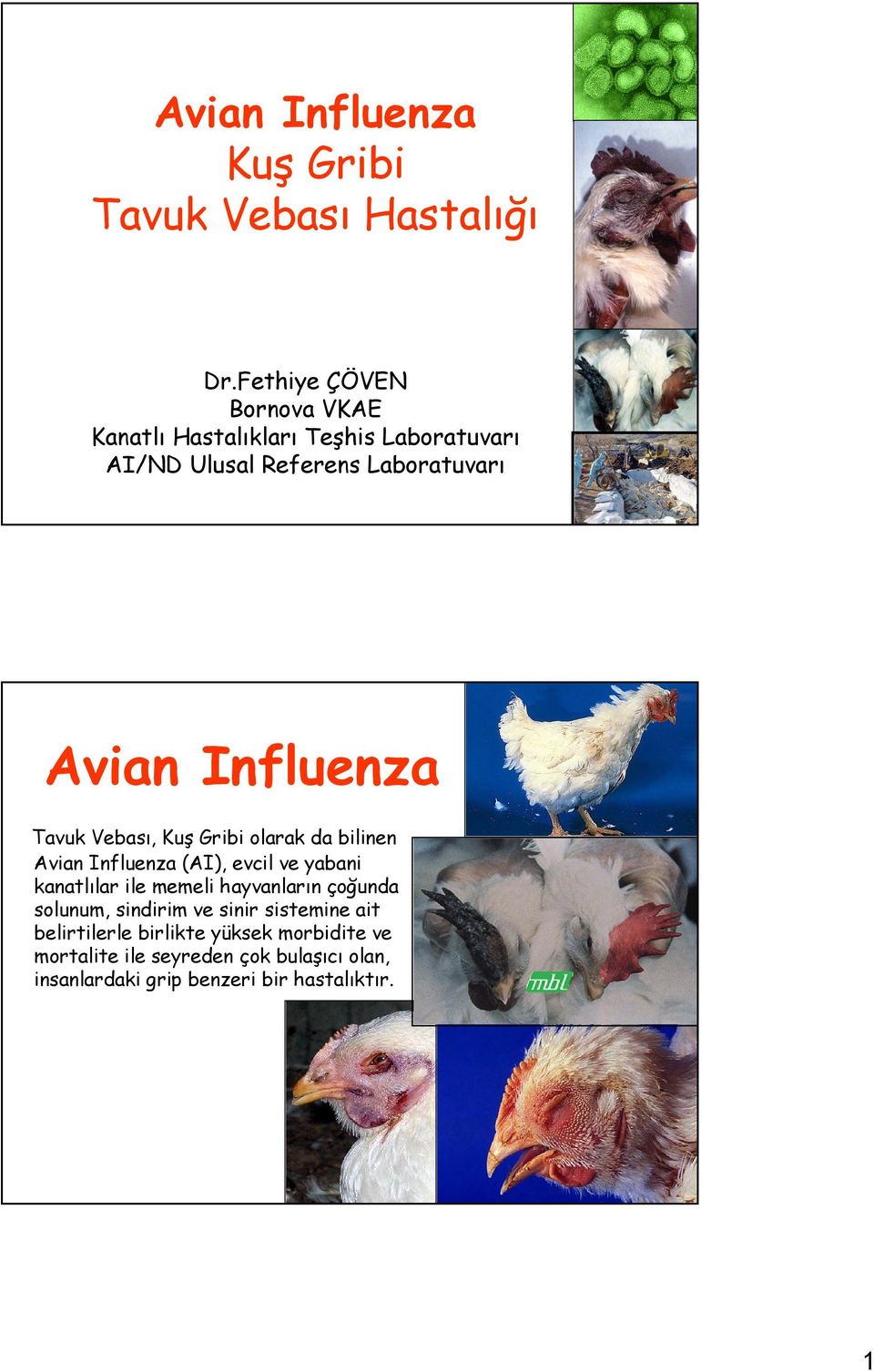 Influenza Tavuk Vebası, Kuş Gribi olarak da bilinen Avian Influenza (AI), evcil ve yabani kanatlılar ile memeli