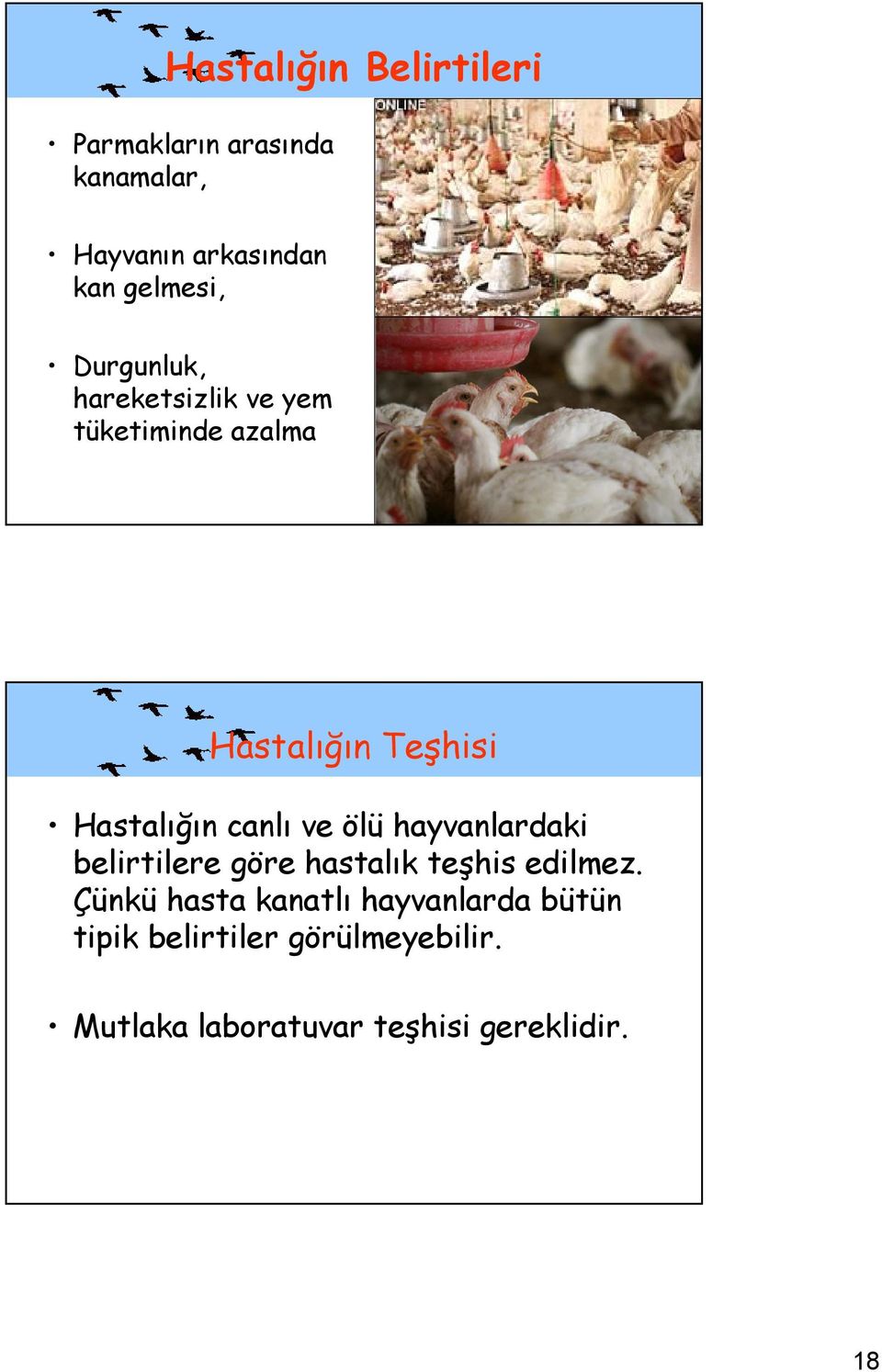 ve ölü hayvanlardaki belirtilere göre hastalık teşhis edilmez.