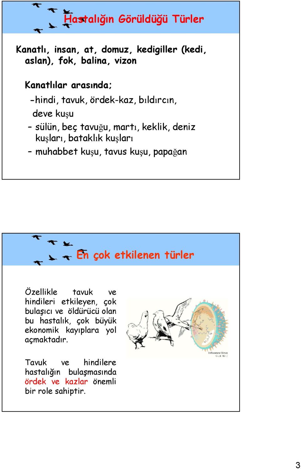 kuşu, tavus kuşu, papağan En çok etkilenen türler Özellikle tavuk ve hindileri etkileyen, çok bulaşıcı ve öldürücü olan bu