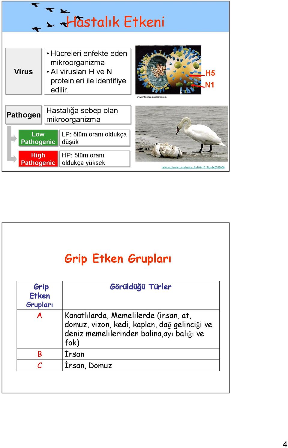 com Hastalığa sebep olan Pathogen mikroorganizma Low LP: ölüm oranı oldukça Pathogenic düşük High HP: ölüm oranı Pathogenic oldukça