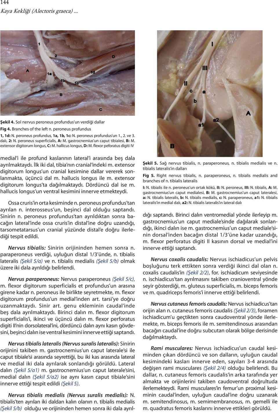 flexor peforatus digiti IV medial i ile profund kaslarının lateral i arasında beş dala ayrılmaktaydı. İlk iki dal, tibia nın cranial indeki m.