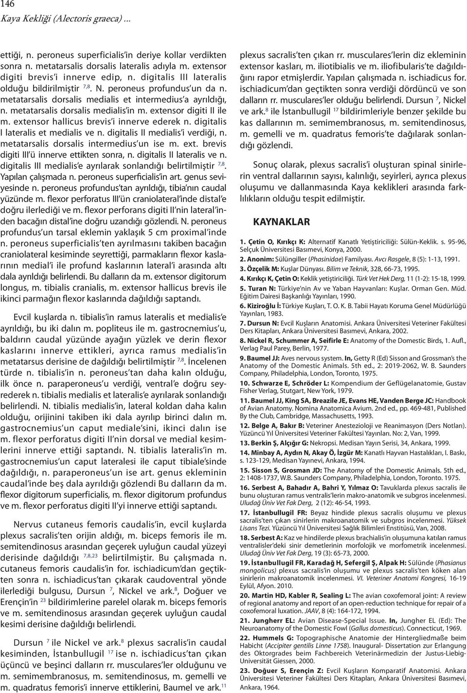 extensor digiti II ile m. extensor hallicus brevis i innerve ederek n. digitalis I lateralis et medialis ve n. digitalis II medialis i verdiği, n. metatarsalis dorsalis intermedius un ise m. ext. brevis digiti III ü innerve ettikten sonra, n.