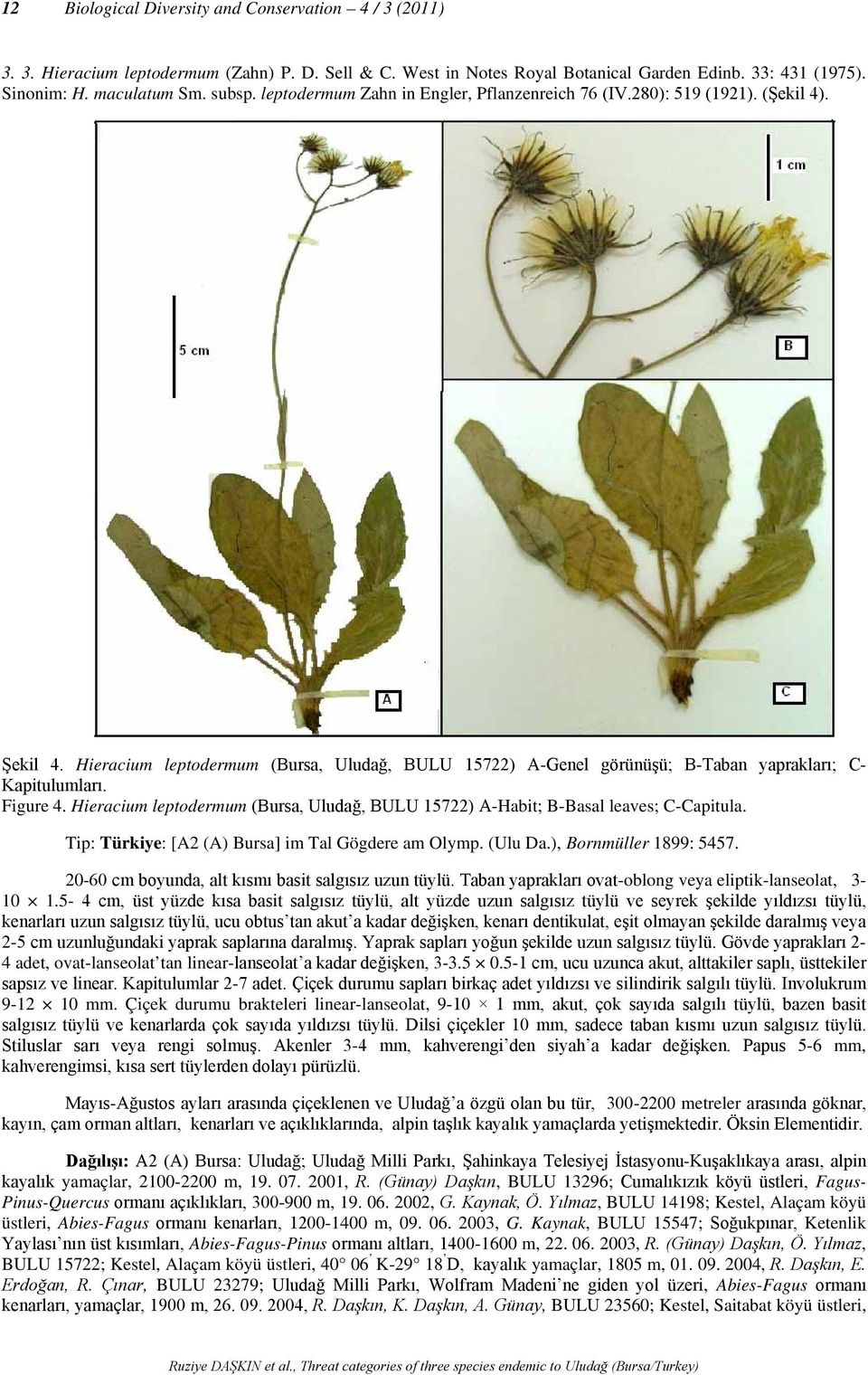 Figure 4. Hieracium leptodermum (Bursa, Uludağ, BULU 15722) A-Habit; B-Basal leaves; C-Capitula. Tip: Türkiye: [A2 (A) Bursa] im Tal Gögdere am Olymp. (Ulu Da.), Bornmüller 1899: 5457.