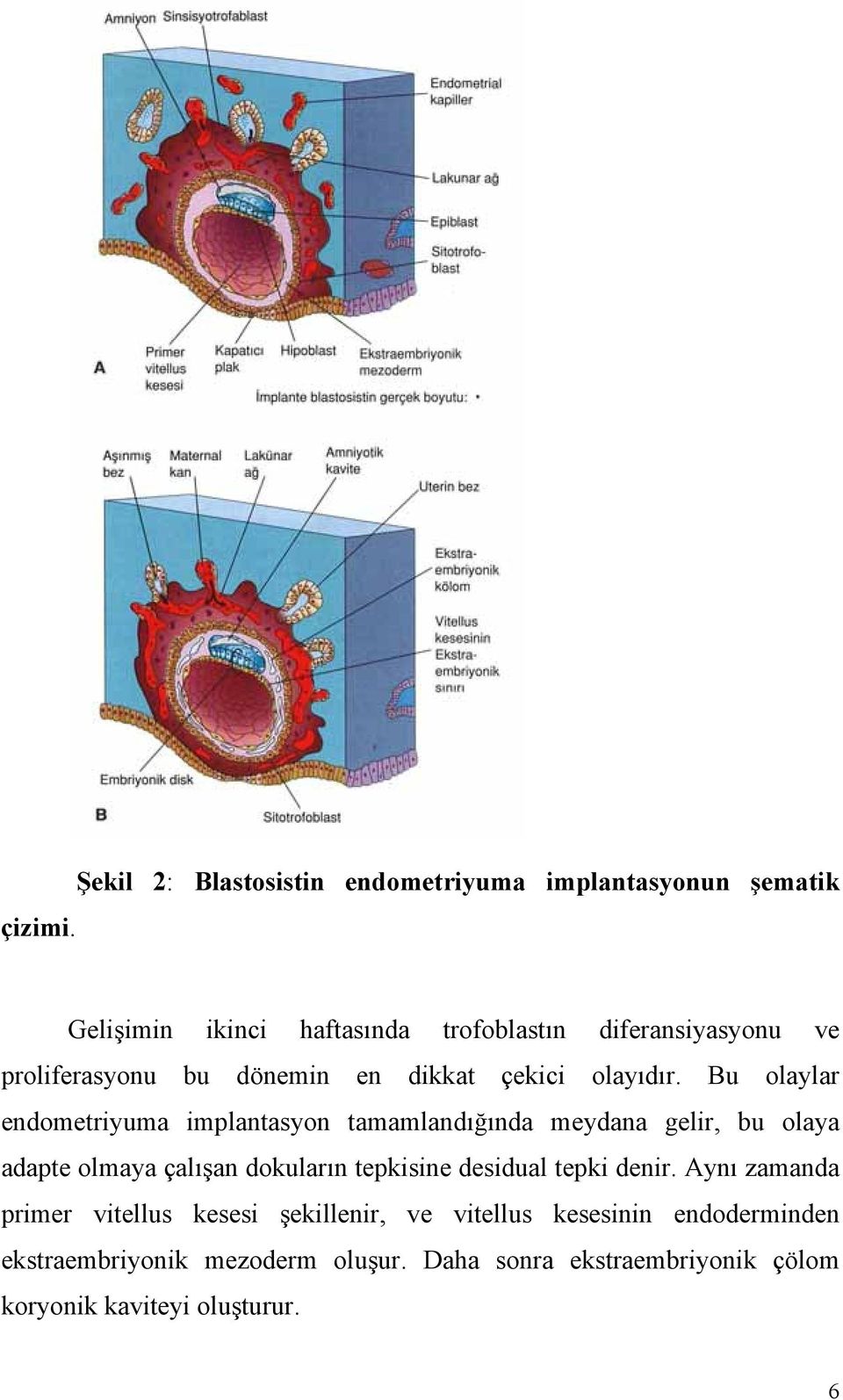 proliferasyonu bu dönemin en dikkat çekici olayıdır.