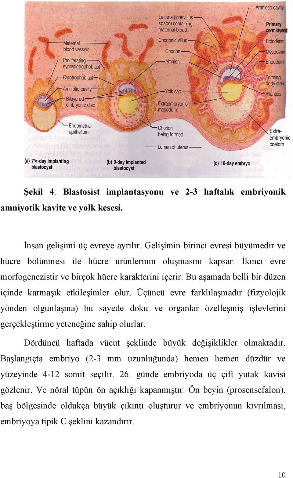 Bu aşamada belli bir düzen içinde karmaşık etkileşimler olur.