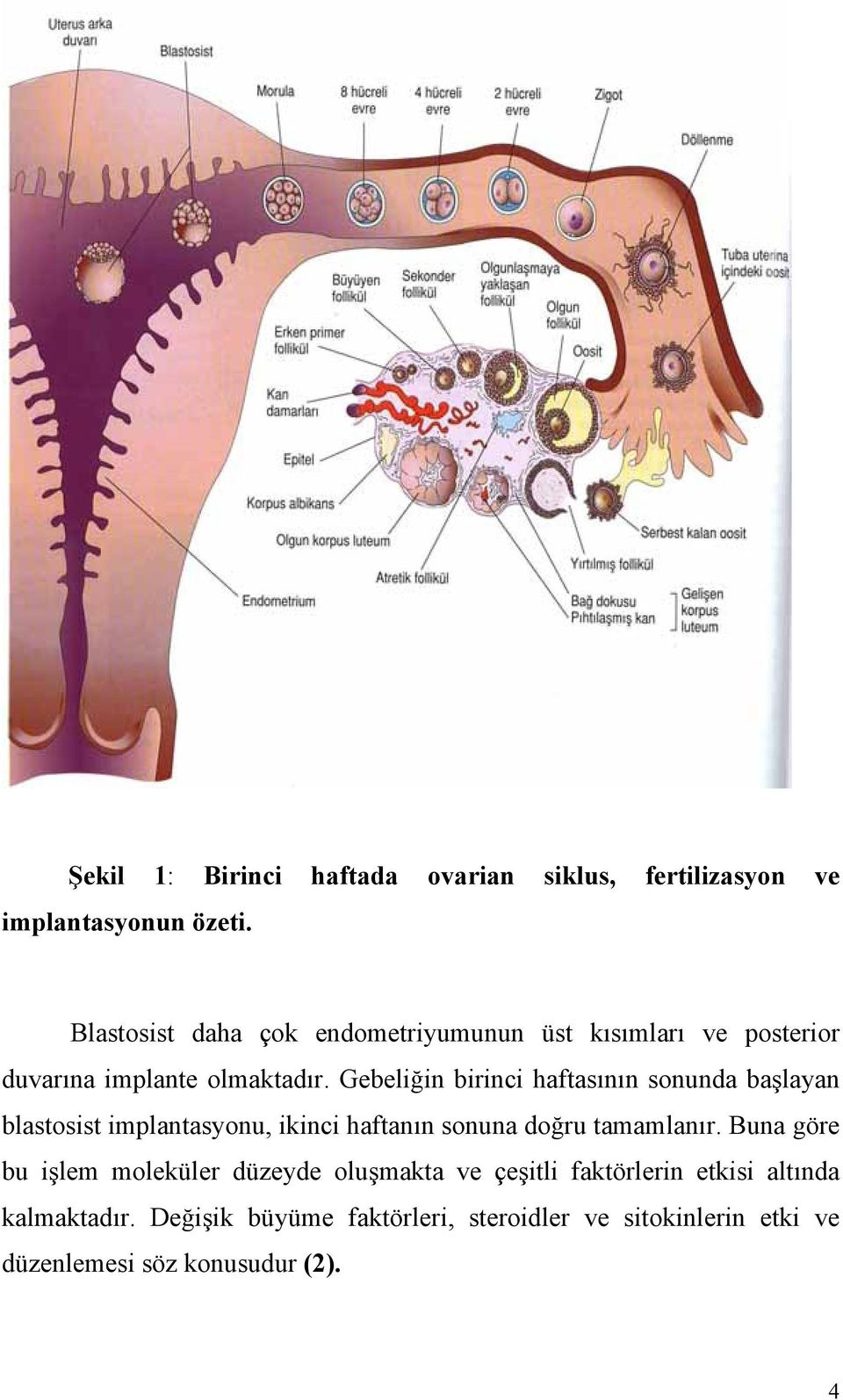 Gebeliğin birinci haftasının sonunda başlayan blastosist implantasyonu, ikinci haftanın sonuna doğru tamamlanır.