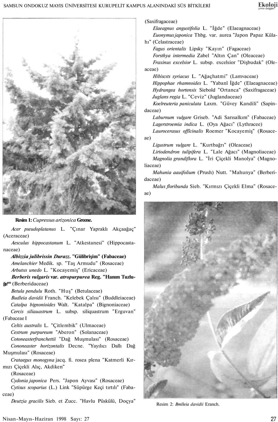 excelsior "Dişbudak" (Oleaceae) Hibiscıts syriacus L. "Ağaçhatmi" (Lamvaceae) Hippophae rhamnoides L.