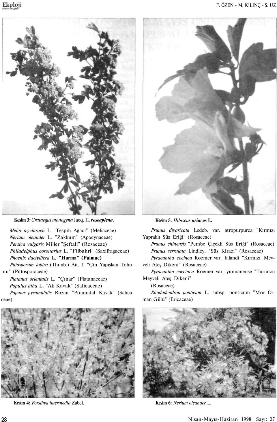 "Çin Yapışkan Tohumu" (Pittosporaceae) Platanus orientalis L. "Çınar" (Platanaceae) Populus alba L.