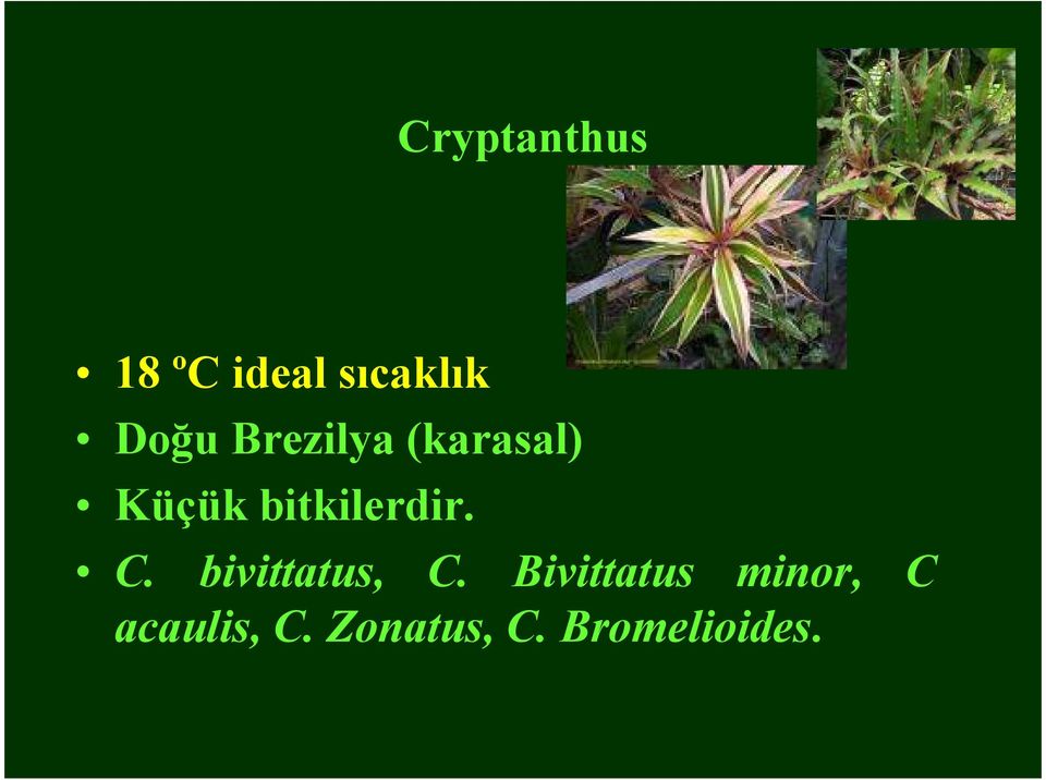 C. bivittatus, C.
